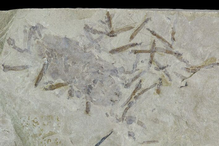 Fossil Cranefly Cluster And Beetle- Green River Formation, Utah #108817